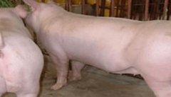 后备母猪的饲养管理关键技术