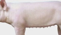 母猪保健的目的 母猪保健选用抗生素的原则