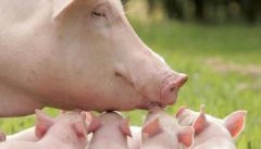 哺乳母猪的饲养管理技术要点