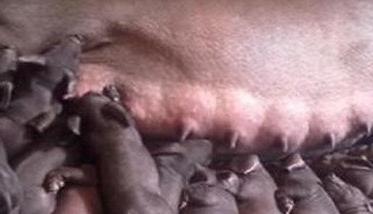 母猪产后厌食不吃应该怎么办，怎么治疗