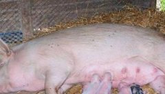 母猪催乳方法 母猪人工催乳技术要点