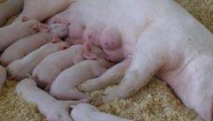 母猪无奶水的原因及治疗，有什么方法见效快