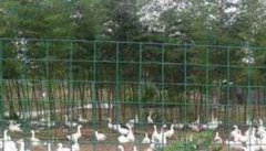 中雏鸭的饲养育肥方法：放牧育肥与舍饲育肥