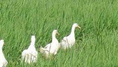 稻田养鸭的方法与注意事项