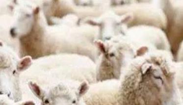 羊尿结石病的病因是什么
