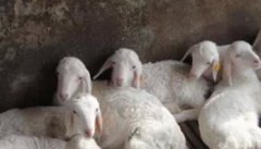 初生羔羊死亡主要原因是什么 如何减少羔羊死亡