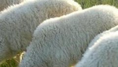 小尾寒羊链球菌病的防治方法及需注意事项