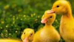 小鸭传染性窦炎的防治方法