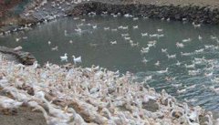 蛋鸭养殖场的环境控制技术要点