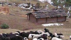 乌骨羊的养殖技术，乌骨羊四季放牧管理要点