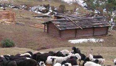 乌骨羊的养殖技术