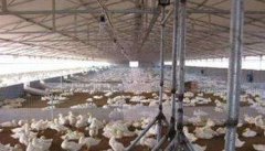 蛋鸭养殖技术与管理要点 蛋鸭标准化养殖技术
