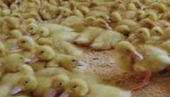 雏鸭如何饲养 雏鸭的饲养管理技术要点