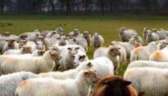 春季绵羊饲养管理技术要点