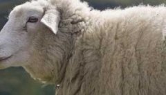 放牧羊群有哪些技巧？放牧养羊如何训练&amp;quot;带头羊