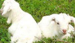 新生小羔羊的饲养管理方法