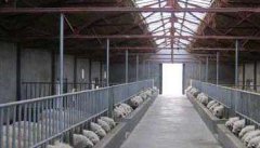 羊养殖场消毒技术要点 养羊消毒注意事项有哪些