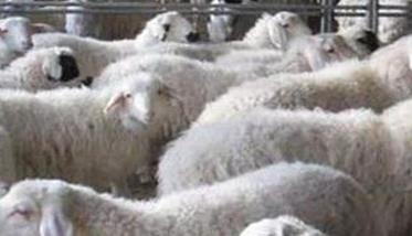 种羊淘汰后应该怎样育肥