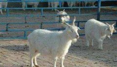 羊的繁殖技术 如何提高羊的繁殖力