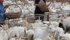 如何提高舍饲肉羊养殖效益