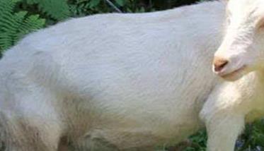 哺乳期母羊的饲养管理