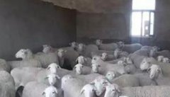 种用母羊的饲养管理技术要点