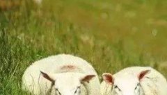 羊铅中毒的病因是什么，如何防治羊铅中毒