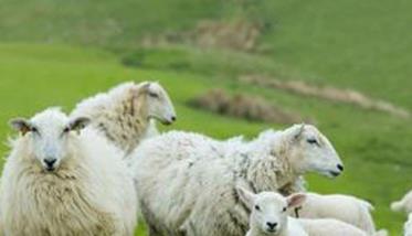 增加羊群适龄繁殖母羊比例