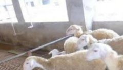 羔羊哺乳期的饲养管理要点 什么时候可放牧羔羊