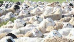我国羊的品种区划及育种方向如何