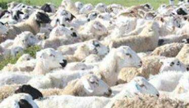 我国羊的品种区划及育种方向