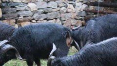 黑山羊孕羊的养殖及架子羊的育肥方法