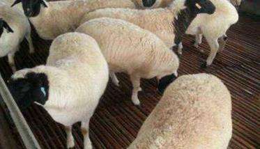 羊前后盘吸虫病的主要症状