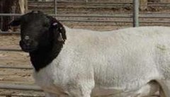 羊发情周期及时间是什么时候 羊发情表现有哪些