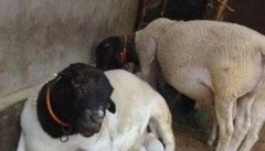 母羊流产是什么原因造成的 母羊流产有哪些症状