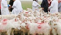 羊寄生虫病有哪些 羊寄生虫病的治疗与预防要点