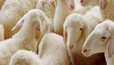 羊衣原体感染的病理变化