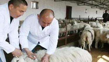 羊衣原体感染用什么药治疗