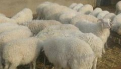 羊坏死杆菌病的症状有哪些，如何诊断与治疗