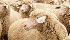 识别病羊的方法：如何尽早发现生病的羊只