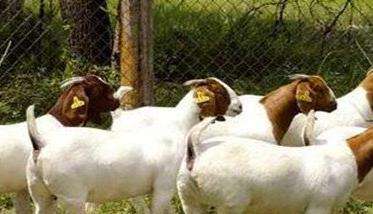 羊的饲养标准