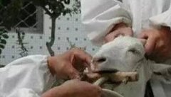 羊病诊断技术：怎样对病羊进行视诊