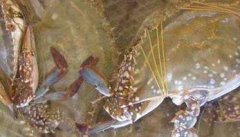 梭子蟹的产地是哪里 梭子蟹常见种类有哪些