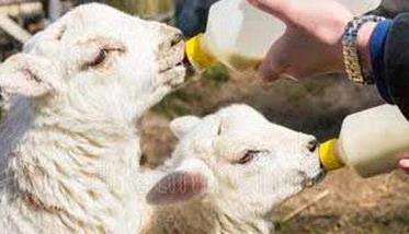 初生羔羊如何人工喂养 饲养管理重点