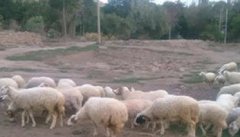 羯羊是什么羊 羯羊育肥方法