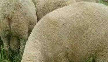 常见绵羊品种分类