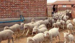 羊快疫的症状有哪些 羊快疫怎么治疗