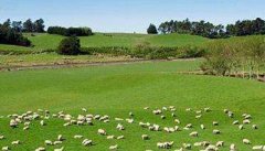 如何搞好羊的放牧饲养，羊放牧的技术要点