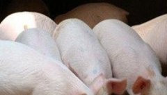 如何预防仔猪早期断奶综合症的发生？