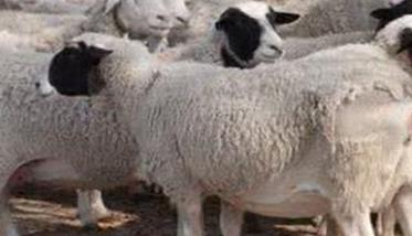 羊螨病的主要症状